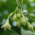 El loroco, una flor de la mesa salvadoreña