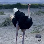 La sentencia en el monte